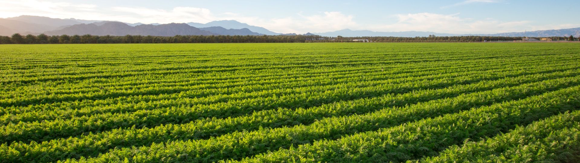 A landscape of crops.
